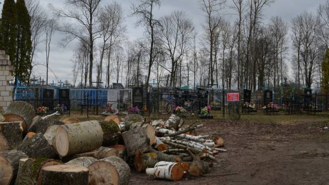 В Климово у центрального кладбища спилили 50 аварийных деревьев