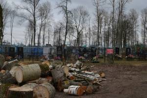 В Климово у центрального кладбища спилили 50 аварийных деревьев