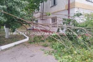 В Брянске на выходных из-за сильного ветра рухнули 44 дерева