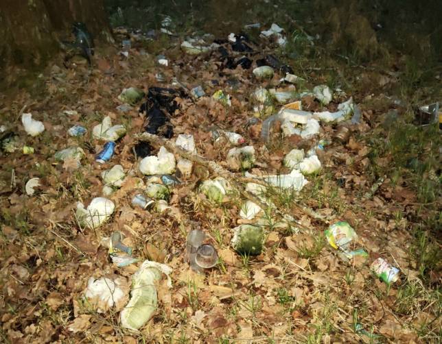 В Климово свиньи загадили живописный лес