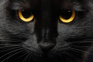 В Брянской области накануне Хеллоуина вырос спрос на чёрных котов