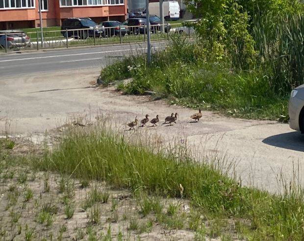 «Такая милота»: Брянцев обрадовали переходящие дорогу утки