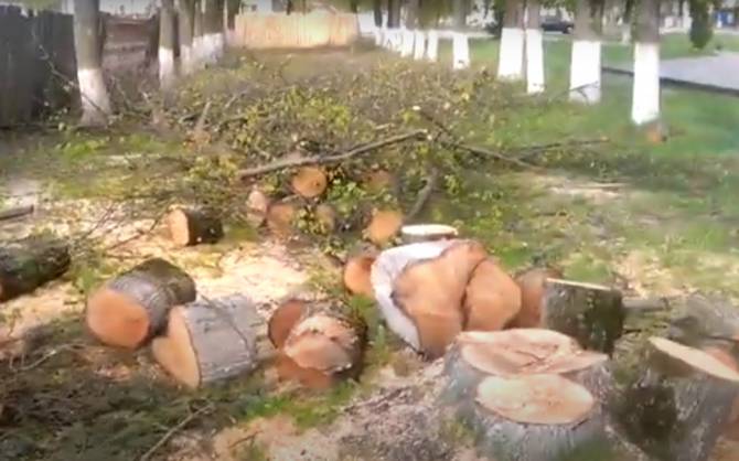 В Жуковке заметили варварскую вырубку деревьев в сквере Дружбы