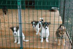Власти Брянска пообещали с 1 марта уменьшить количество бродячих собак на улицах