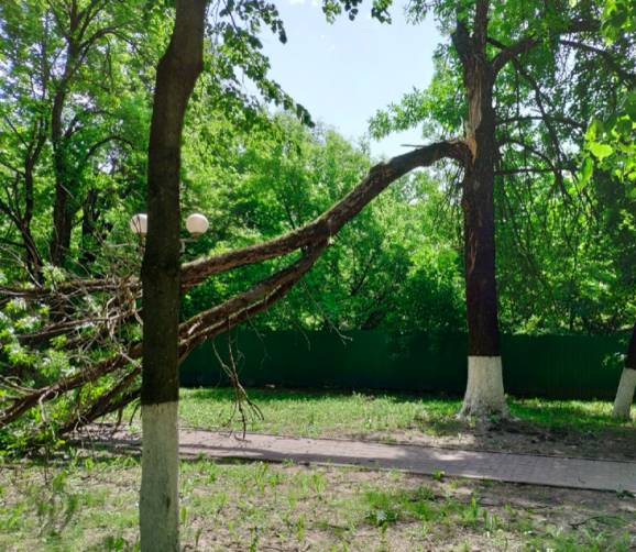 В Брянске в сквере Лесные сараи дерево рухнуло на тротуар