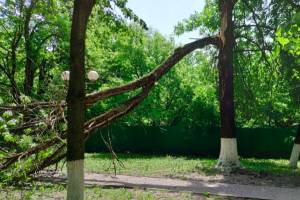 В Брянске в сквере Лесные сараи дерево рухнуло на тротуар