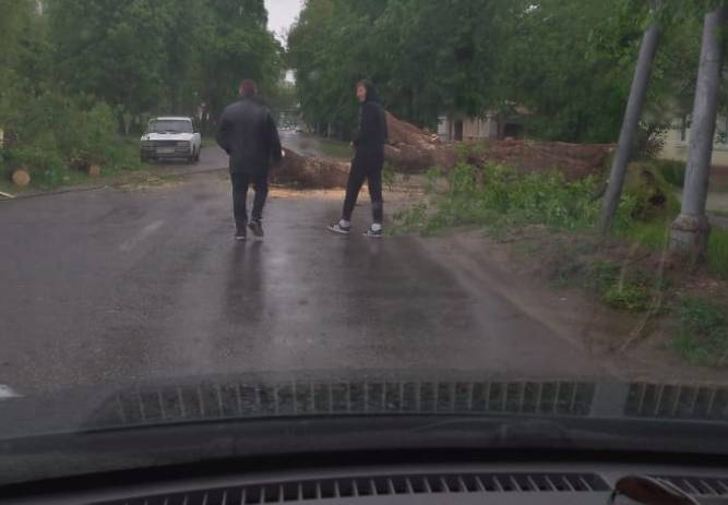 В брянском посёлке Белые Берега на дорогу рухнуло огромное дерево 