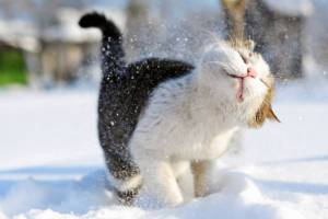 В Брянской области 31 января обещают небольшой снег