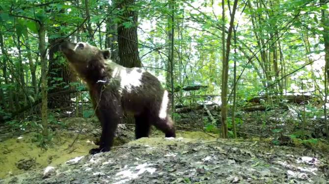 В фотоловушку «Брянского леса» попал медведь-подросток