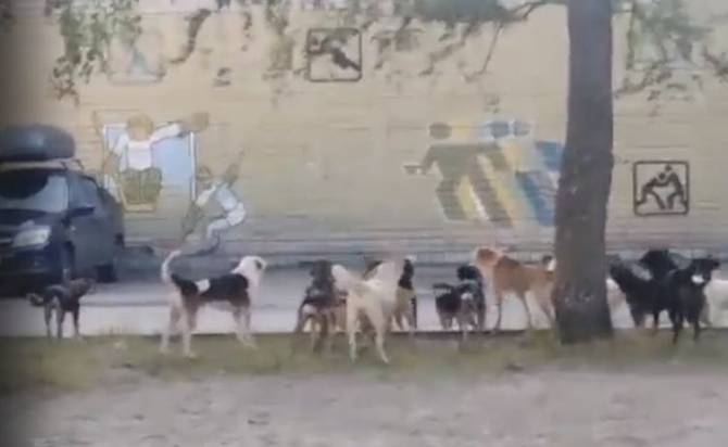 В Брянске многоэтажку на улице 2-я Мичурина оккупировала стая бродячих собак