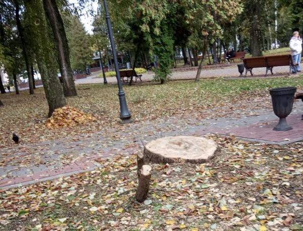 «Компенсационное озеленение» - ловкая выдумка тех, кто вырубает деревья в Брянске