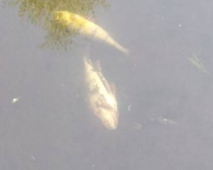 В Новозыбкове сообщили о гибели рыбы в местном ручье