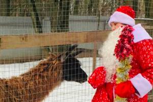 Дед Мороз поздравил обитателей брянского зоопарка с Новым годом