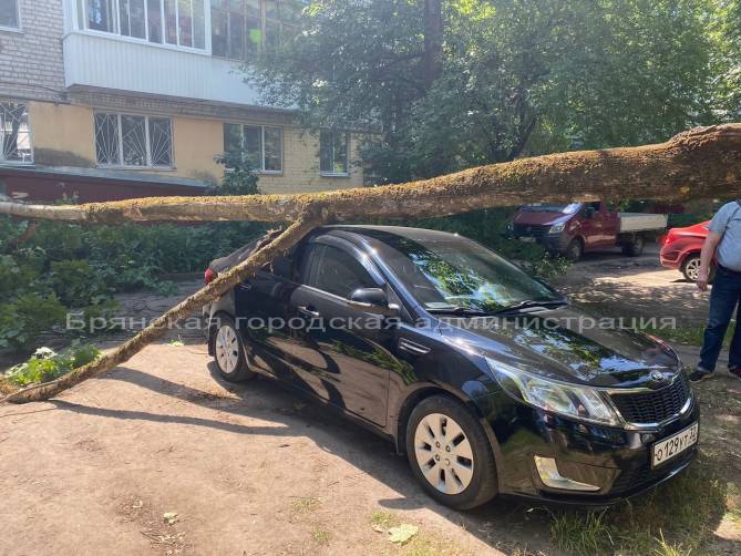В Брянске рухнуло дерево на припаркованную легковушку