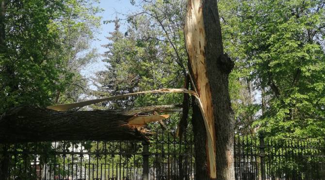 В центре Брянска упало дерево на машину