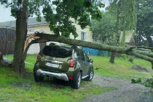 Под Новозыбковом на машину рухнуло дерево