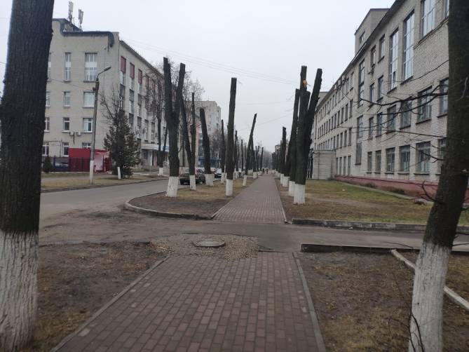 В Брянске уничтожили все деревья студгородка БГТУ