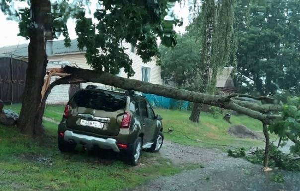 Брянский водитель чудом спасся от упавшего дерева