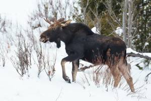 В Сураже с браконьера потребовали взыскать 240 тысяч рублей за убитого лося