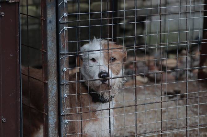 С начала года в Брянске отловили более тысячи бродячих собак
