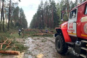 Дорогу в Жуковку заблокировали рухнувшие из-за урагана деревья