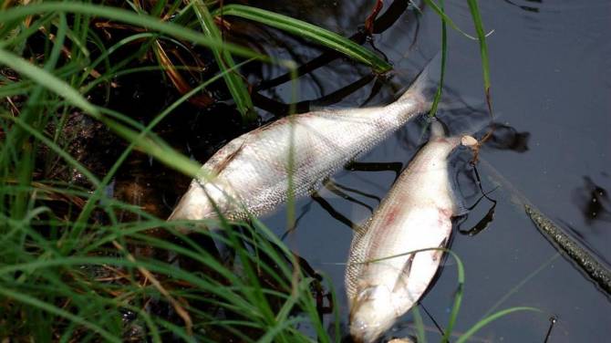 В Брянске раскрыли тайну массовой гибели рыбы