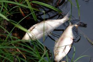 В Брянске раскрыли тайну массовой гибели рыбы