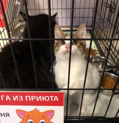 На выставке в Брянске нашли хозяев 11 бездомных кошек 