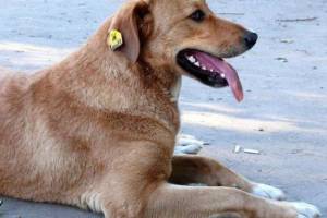 Жителей Брянска снова предупредили о таинственных отловщиках собак