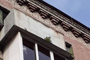 В Брянске на старой пятиэтажке появилось «вертикальное озеленение»