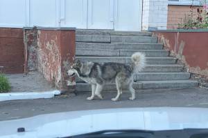 В Брянске ищут хозяев потерявшегося пса