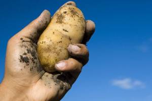 В Новозыбкове мужчина забросал соседку хурмой и картошкой