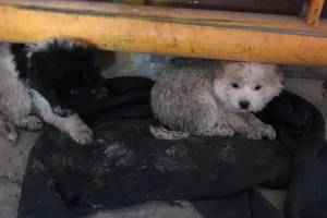 В брянский аэропорт подкинули двоих обессиленных щенков