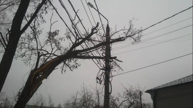 В Стародубе гигантское дерево рухнуло на высоковольтные провода