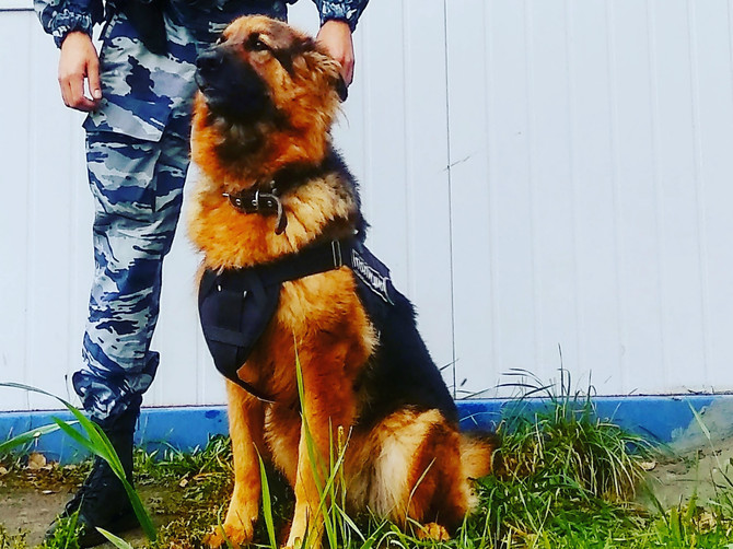 Служебные собаки помогли брянской полиции раскрыть два преступления