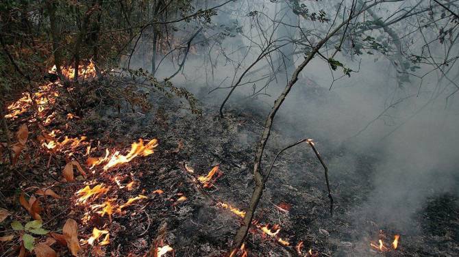 Суражанина осудили за пожар в лесу
