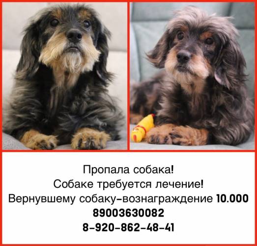 В Почепе нашедшему пропавшую собаку Марусю пообещали 10 тысяч рублей