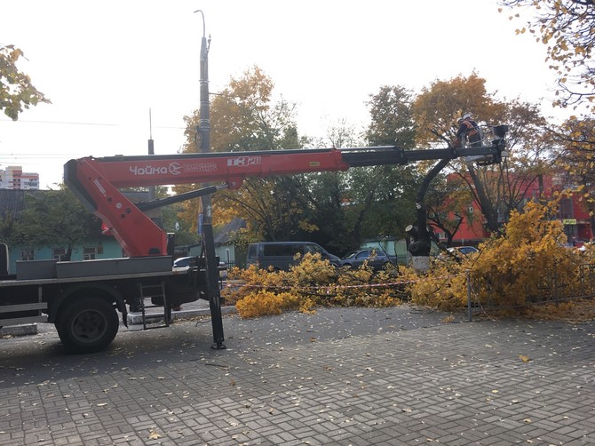 В Брянске на улице Бежицкой возле БГУ спилили несколько деревьев