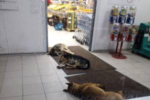 В Брянске на Новостройке псы оккупировали вход в супермаркет 
