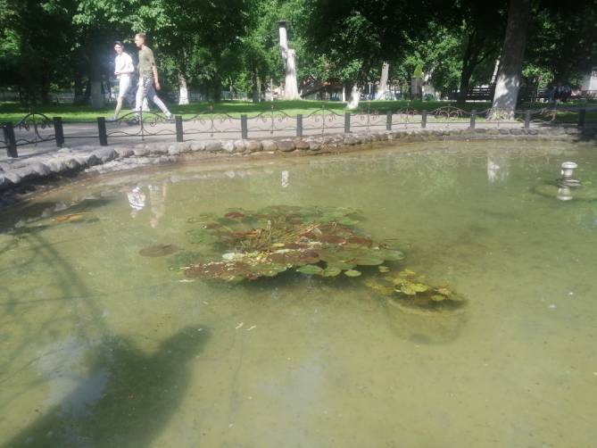 В Стародубе в пруду городского парка уничтожили экзотические лилии