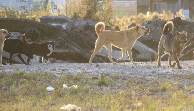 В Рогнедино чиновники отказались отлавливать бродячих собак