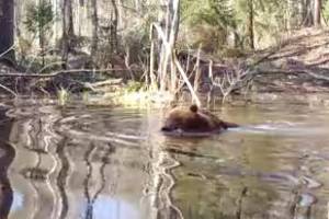 В заповеднике «Брянский лес» сняли на видео купание медведя