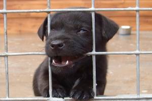 Брянским зоозащитникам пришлось выкупать собак в Калуге