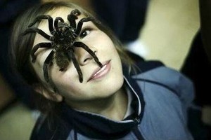 В Брянске ДК БМЗ заполонили экзотические пауки