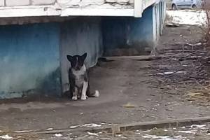 В Брянске спасают собаку с петлей из проволоки на шее