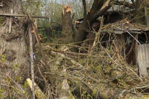 В Брянске во дворе дома по улице Урицкого рухнули два старых тополя