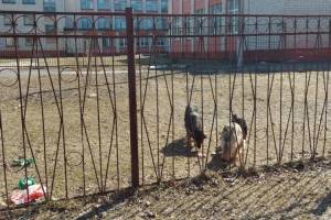 В Брянске бродячие собаки захватили дворы школы №52 и детсада «Василек»