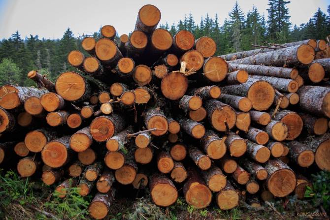 Брянское управление лесами потребовало 6,3 млн рублей с ООО «ЭкоПром»