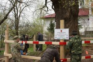 В Брянске у 300-летнего «Ясеня-великана» установили памятную табличку