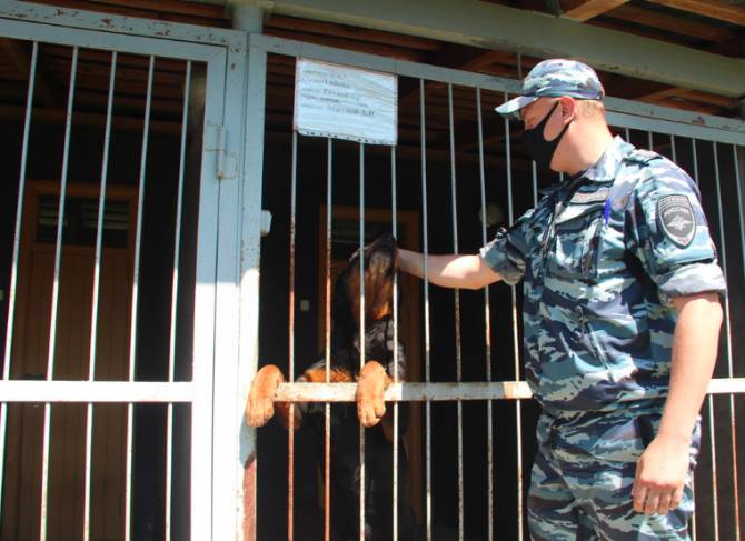 В брянской полиции служат 138 собак